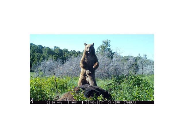 16MP Trail Camera J347598
