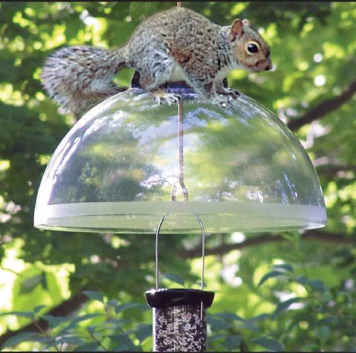 Black Squirrel Guard J1498