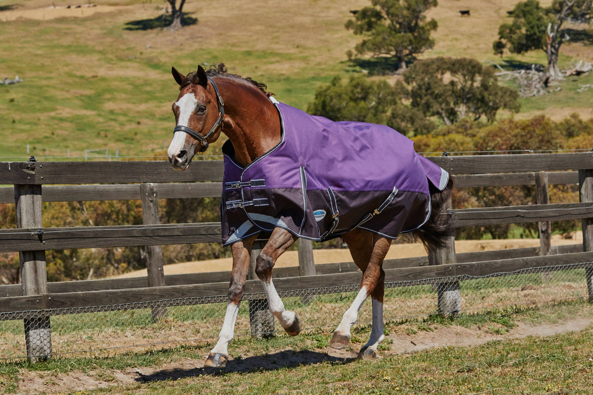 Purple Medium Lite Standard Neck Horse Blanket E199849