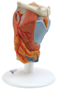 Anatomical Model - Larynx, 2-Part Y84652