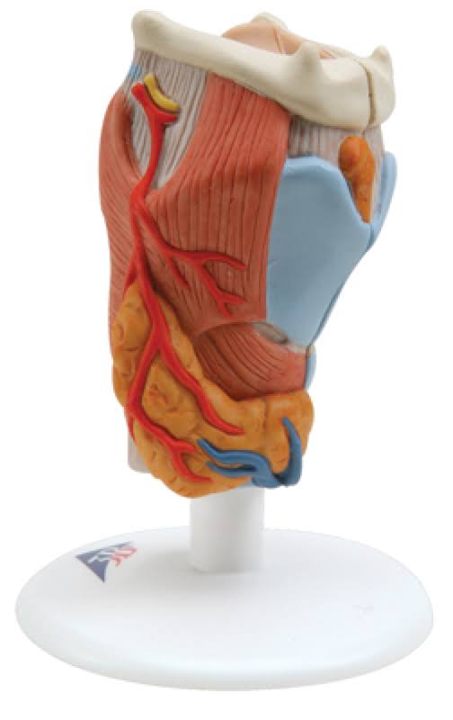 Anatomical Model - Larynx, 2-Part Y84652