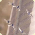 Clear Vinyl Carpet Runner H5588